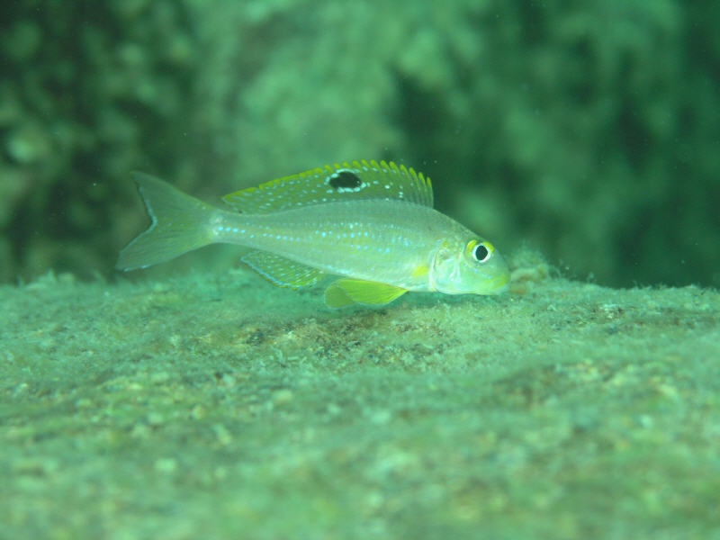 Xenotilapia sp. 'papilio sunflower' Cape Mpimbwe